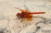 J15B0412 Trithemis kirbyi male